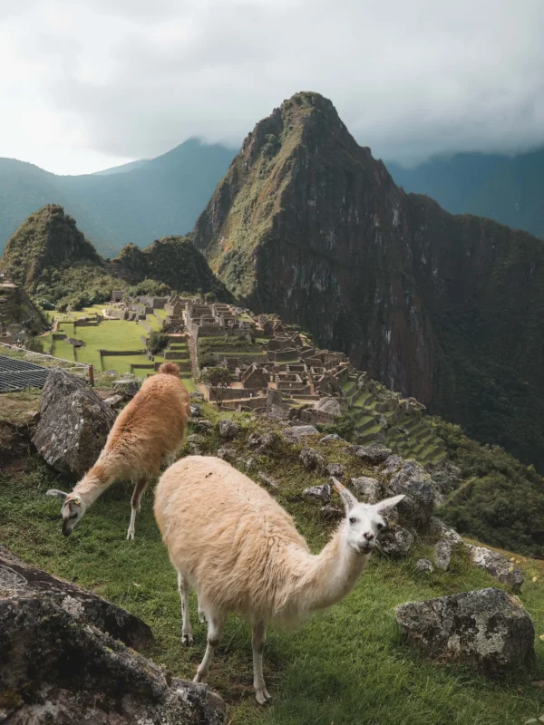 pexels-alex-azabache-3879058